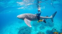 safe whale shark snorkeling