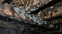 hidden mold in crawl spaces
